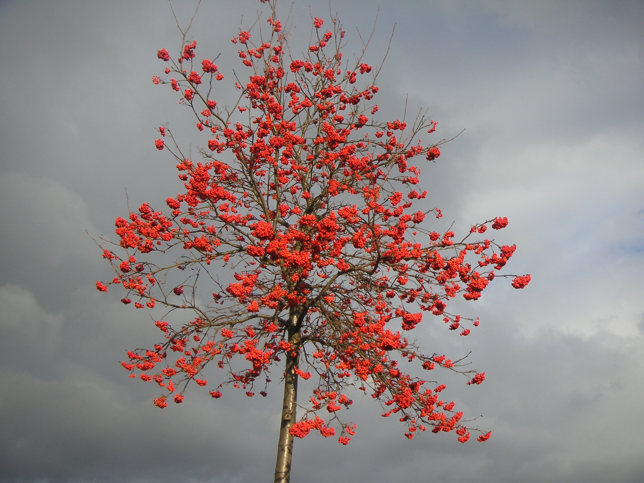 Baum rote Beeren